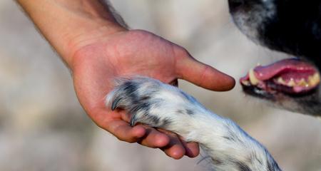 狗狗握手，懂得交流的宠物（如何训练你的狗狗主动与你握手）