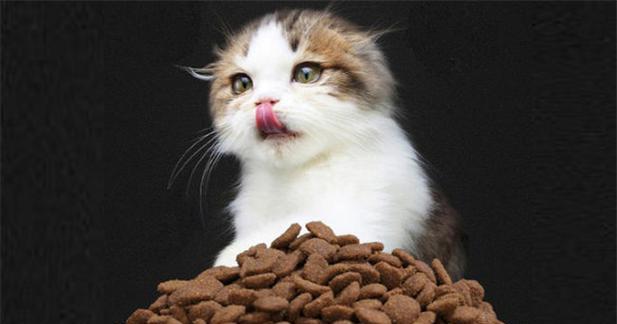 猫咪不吃饭应该怎么办（宠物饮食问题解决方案）
