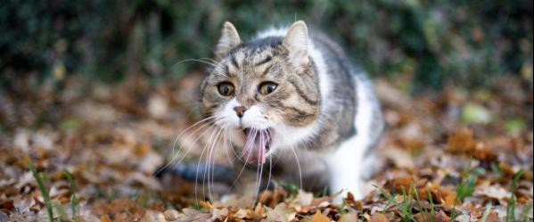 解析猫咪食用体内驱虫药的必要性（保护宠物健康）