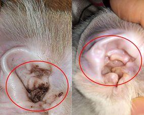 揭秘猫咪耳朵长硬东西的原因（从健康角度分析）