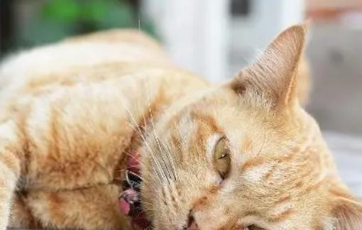 如何帮助宠物猫咪缓解呕吐症状（以细心呵护让爱宠重回健康）