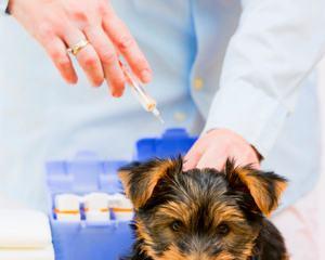 小狗打完疫苗后为何会出现拉稀症状（探究疫苗接种后小狗拉稀的原因和应对方法）