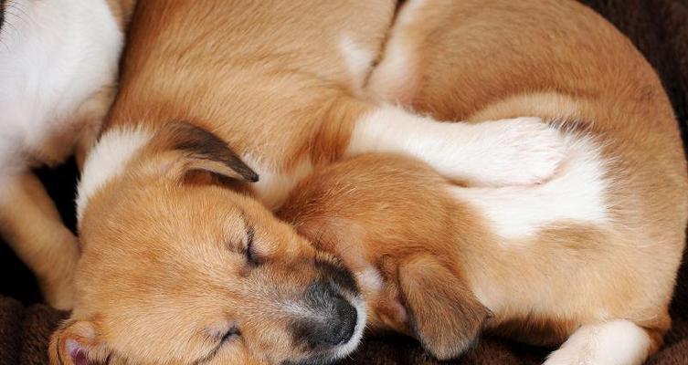 为什么小狗睡觉前喜欢舔东西（探究小狗舔东西的原因和影响）