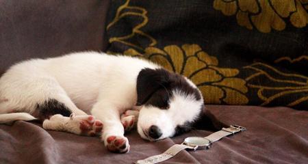 为什么小狗睡觉前喜欢舔东西（探究小狗舔东西的原因和影响）