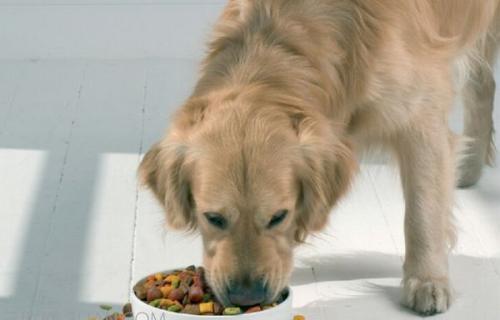 如何科学喂养小狗，（以宠物健康为重点）