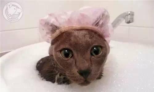 宠物小猫不洗澡会臭吗（深入探讨小猫不洗澡的影响和解决方法）