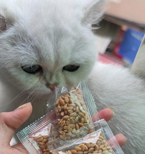 宠物猫吃毛球罐头的必要性（了解猫咪的消化系统）