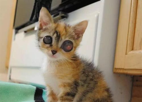 治疗小猫眼睛感染的方法（保护宠物的健康）