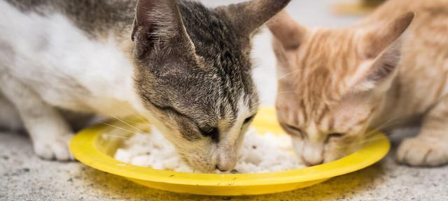 小猫一月龄食谱（以宠物为主）