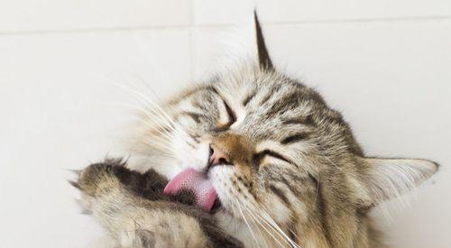 小猫用舌头舔身体的好处（探究小猫为何常常用舌头舔身体）