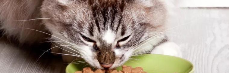 40天小猫的饮食指南（从宠物主人角度出发）