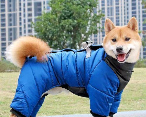 成犬泰迪的饮食指南（宠物泰迪的健康生活从饮食开始）