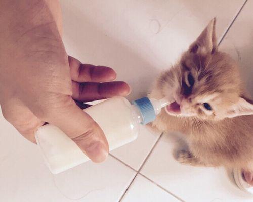 如何给吃奶的猫咪喂水（掌握正确方法让宠物健康成长）
