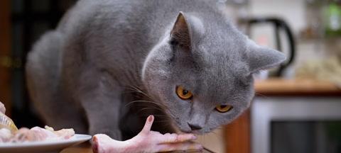 大猫喜欢吃什么食物（探讨宠物喜好和营养需求）