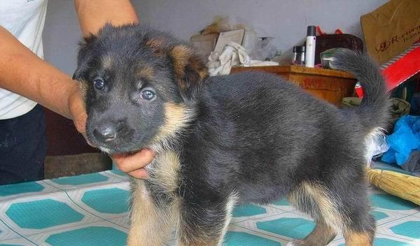 探究德牧幼犬调皮的原因（从性格）