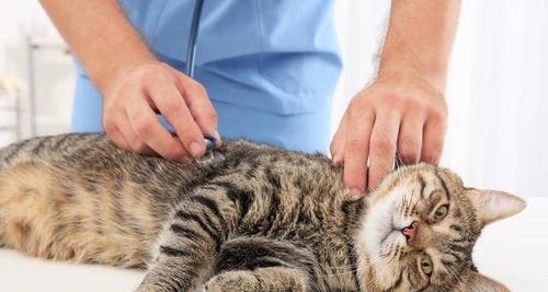 腹水猫咪肚子下垂原因与护理方法剖析（关爱宠物健康）