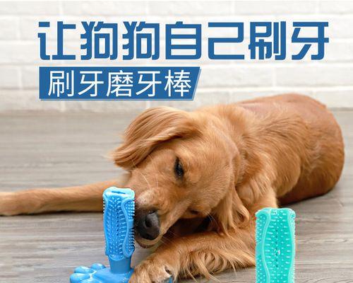 狗狗刷牙，健康有保障（给宠物刷牙的好处及正确方法）