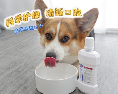 狗狗刷牙，健康有保障（给宠物刷牙的好处及正确方法）