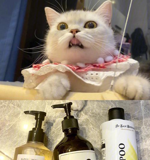 如何为你的宠物猫洗澡（让洗澡变得更容易的5个小技巧）