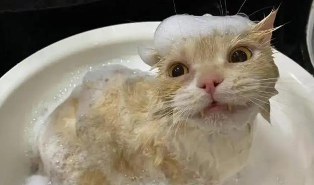 猫咪洗澡的正确方式（宠物猫咪沐浴需知）
