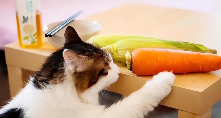 如何为你的猫煮肉（掌握这些技巧）