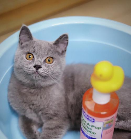 给猫咪洗澡，你需要知道的一切（掌握正确的方法）