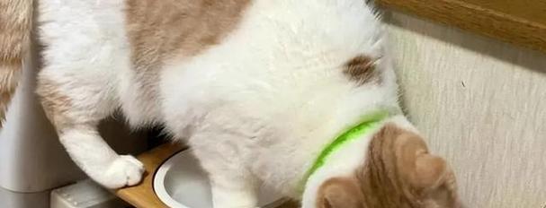 小猫饮食指南——正确喂养小猫的方法（从肉类到维生素）