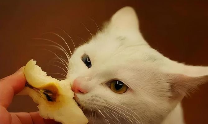 小猫饮食指南——正确喂养小猫的方法（从肉类到维生素）