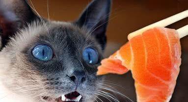 小猫可以吃生鱼吗（了解生鱼喂养对小猫的影响与注意事项）