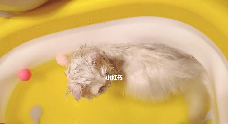 小猫洗澡必知的注意事项（宠物洗澡的正确方法与步骤）