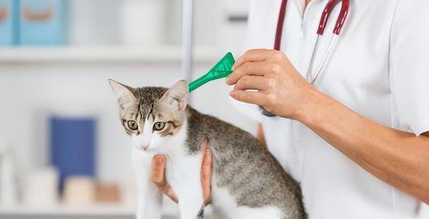 公猫发烧的症状（宠物猫发烧应该怎么办）