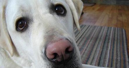 狗鼻子为什么会红肿（探究狗鼻子红肿的原因与治疗方法）