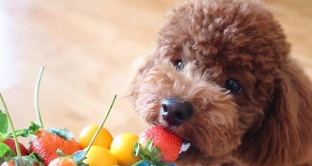 为什么狗不吃狗粮吃饭好（探究狗食选择的因素与对宠物健康的影响）
