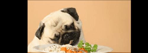 为什么狗不吃狗粮吃饭好（探究狗食选择的因素与对宠物健康的影响）