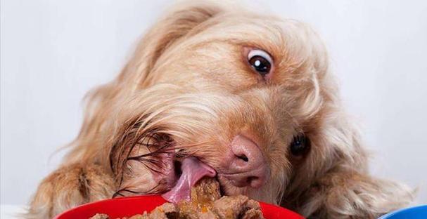 如何让你的宠物吃上正常的狗粮？