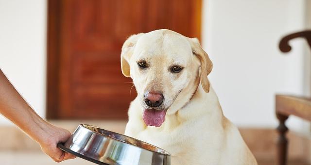 狗吃狗粮的正确方式（如何让宠物健康饮食）