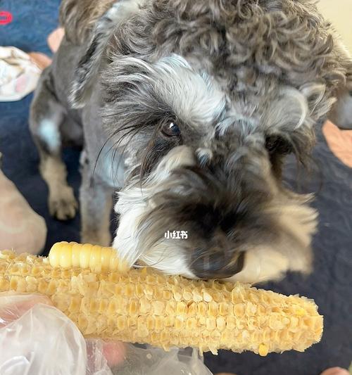 宠物狗能否吃玉米棒子（以狗吃玉米棒子怎么办）