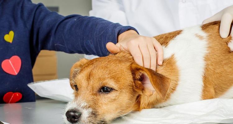 如何治疗宠物狗的胃炎（从饮食、药物、到生活习惯全面解决）