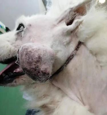 宠物狗的皮肤肿瘤，如何应对（治疗方法）