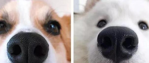 狗的鼻子为什么如此神奇（探究狗鼻与宠物健康的关系）