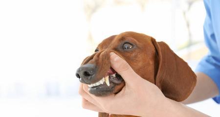 如何清理宠物狗的牙齿（宠物狗牙齿黄不好看）