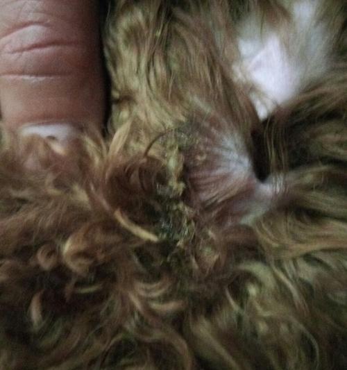 治疗宠物狗耳朵结痂的方法（如何有效处理你宠物的耳部问题）