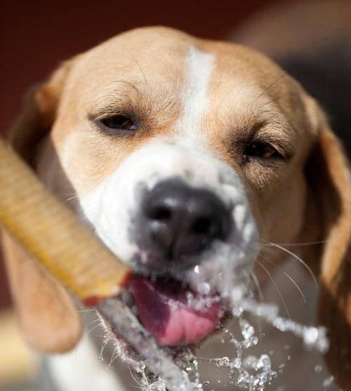 宠物狗发热不喝水的处理方法（如何帮助你的爱犬恢复健康）