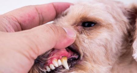 狗狗2个月牙齿成长全解析（宠物牙齿保健知多少）