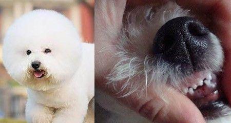 狗狗2个月牙齿成长全解析（宠物牙齿保健知多少）