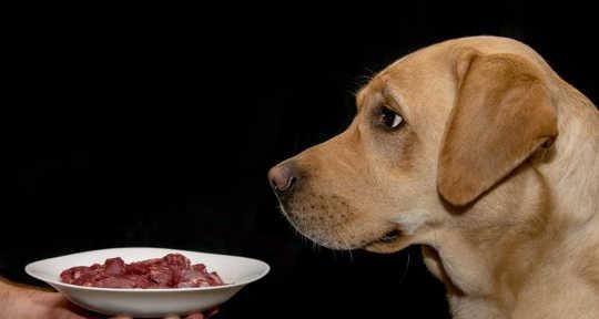探究狗狗食欲不振的原因及对策（探究狗狗食欲不振的原因及对策）