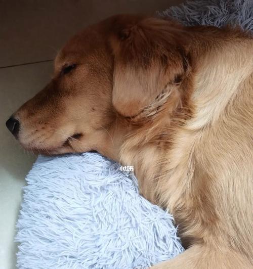 狗狗为何白天经常睡觉（探究狗狗的睡眠习惯及影响）