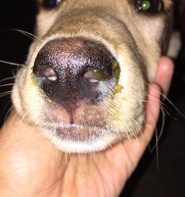 宠物狗鼻涕发红应该怎么办（治疗方法和预防措施）