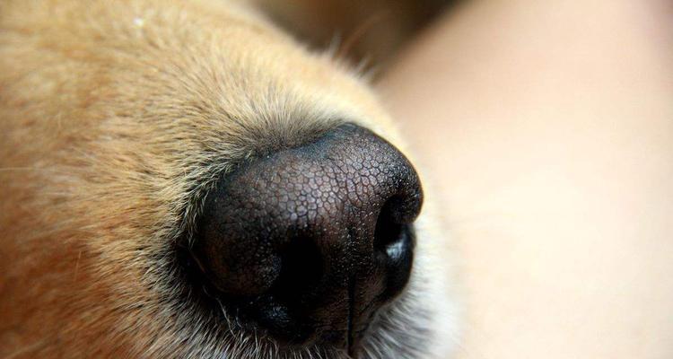让狗狗鼻头变粉的5种食物（如何通过营养改善宠物的健康）
