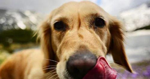 为什么狗狗的鼻子总是湿润（探究狗狗鼻子湿润的原因和重要性）